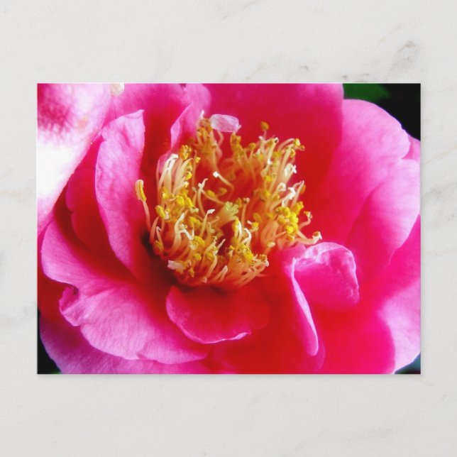 Pink Gardenia Macro Postcard (Front)