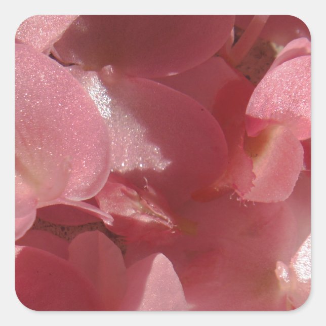Pink geranium: almost solid Light pink Square Sticker (Front)