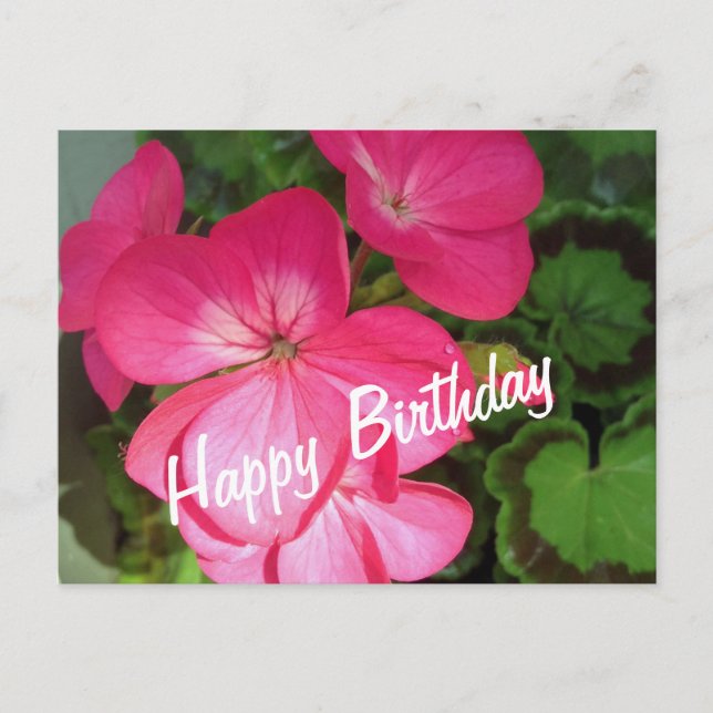 Pink Geranium Birthday Postcard (Front)