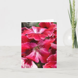Pink Geranium Blooms Card