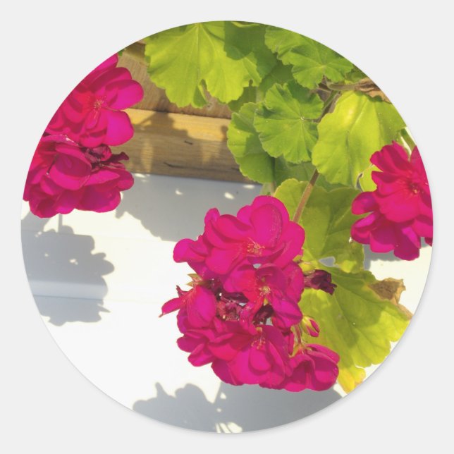 Pink Geranium Classic Round Sticker (Front)