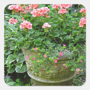 Pink geranium flower planter square sticker
