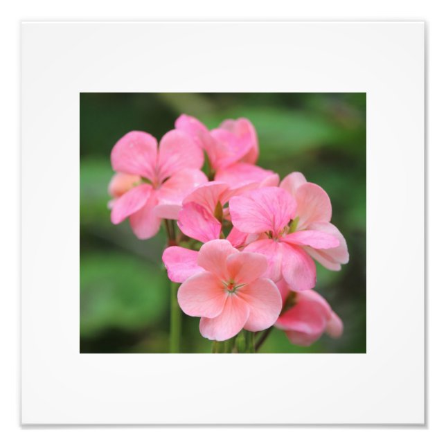 Pink Geranium Petals Photo Print (Front)