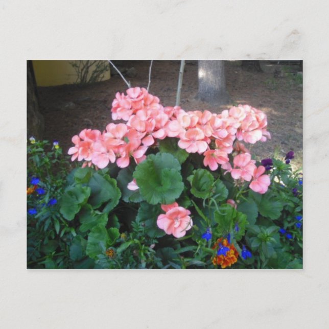 Pink Geranium Postcard (Front)