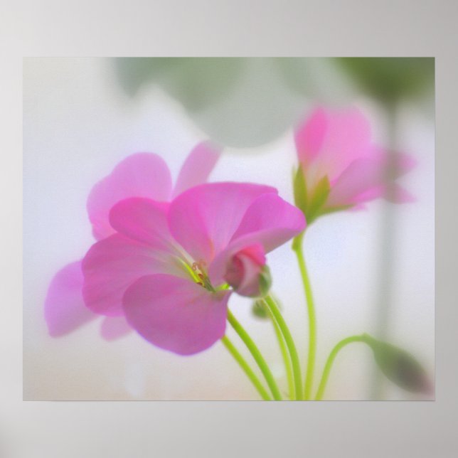 Pink Geraniums Poster (Front)