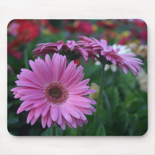 Pink Gerber Daisies colourful mousepad gift idea (Front)