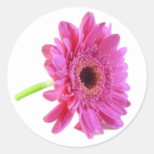 Pink Gerber Daisy Envelope Sticker