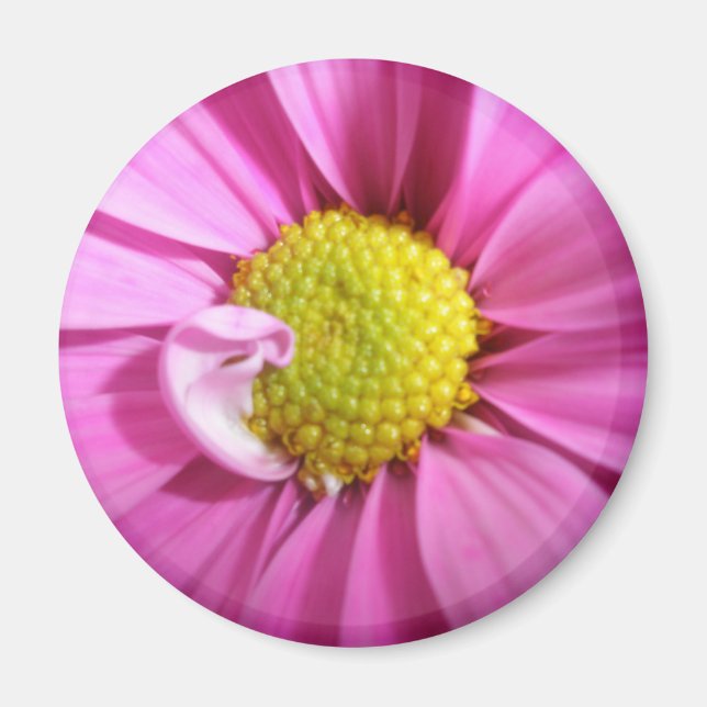 Pink Gerber Daisy Magnet (Front)