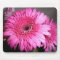 Pink Gerber Daisy