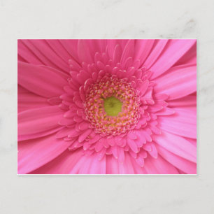 Pink Gerber Daisy Postcard