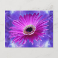 Pink Gerber Daisy