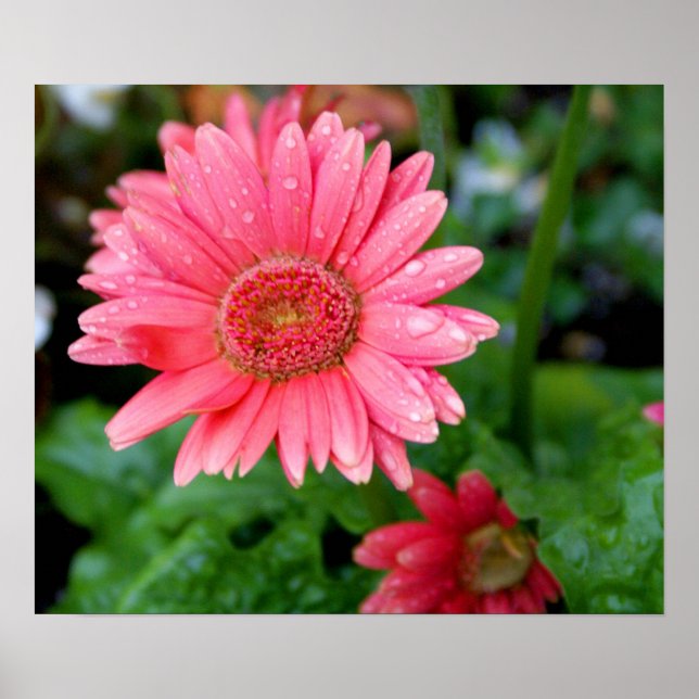 Pink Gerber Daisy Poster (Front)