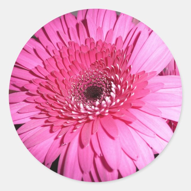 Pink Gerber Daisy sticker (Front)