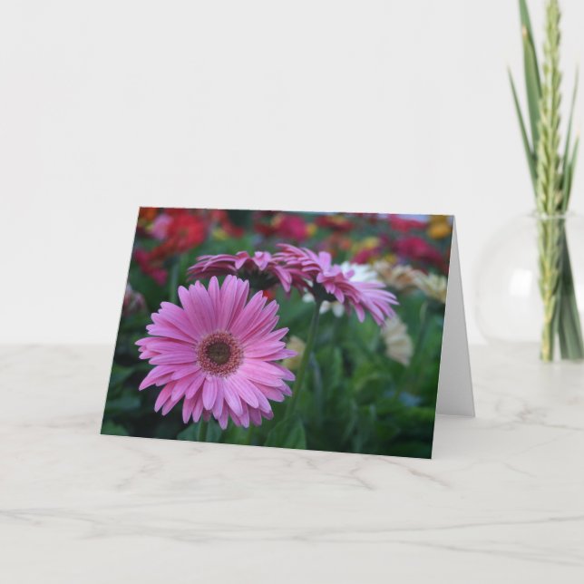 Pink Gerbera Daisies Card (Front)