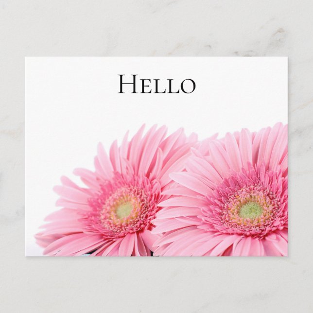 Pink Gerbera Daisies Elegant Photography Postcard (Front)