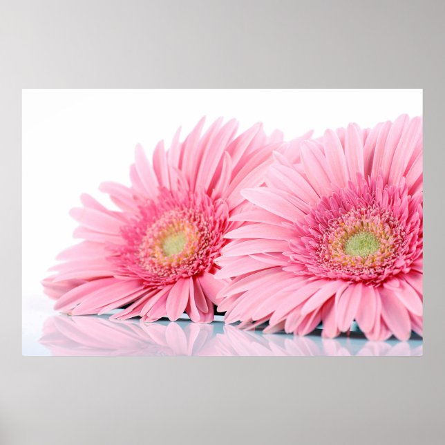 Pink Gerbera Daisies Elegant Photography Poster (Front)