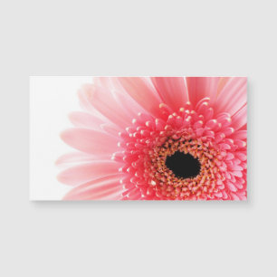 Pink Gerbera Daisy