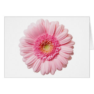 Pink Gerbera Daisy