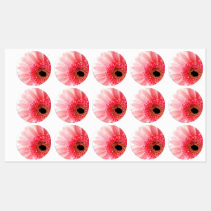 Pink Gerbera Daisy