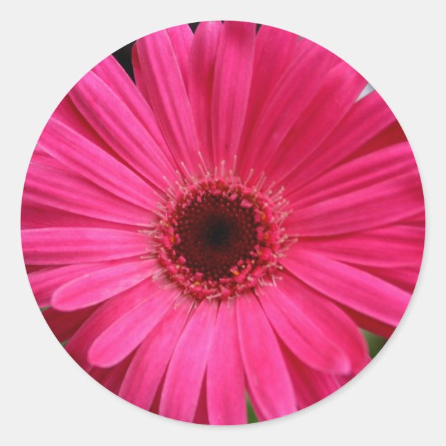 Pink Gerbera Daisy Classic Round Sticker (Front)