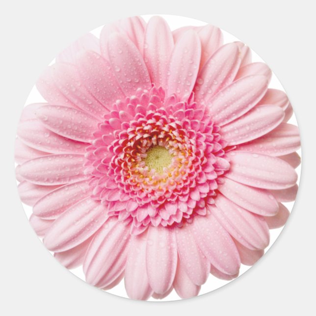 Pink Gerbera Daisy Classic Round Sticker (Front)