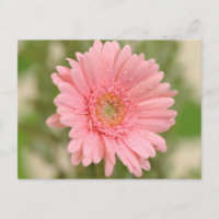 Pink Gerbera Daisy Flower  Greeting Postcard