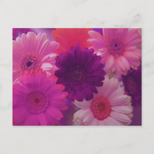 Pink Gerbera Daisy Flower Photo Art Postcards