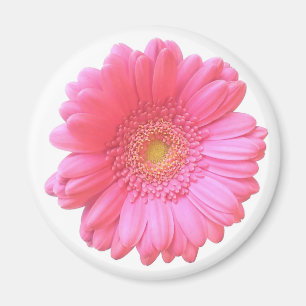 Pink gerbera daisy magnet