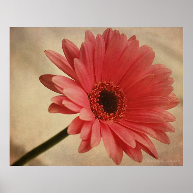 Pink Gerbera Daisy - Photographic Print (Front)