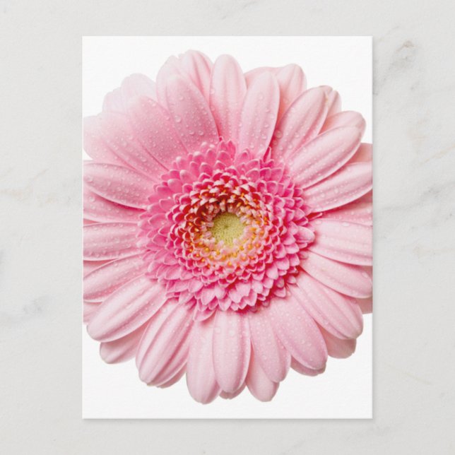 Pink Gerbera Daisy Postcard (Front)