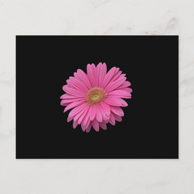 Pink Gerbera Daisy Postcard (Front)