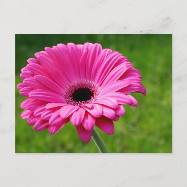 Pink Gerbera Daisy Postcard (Front)