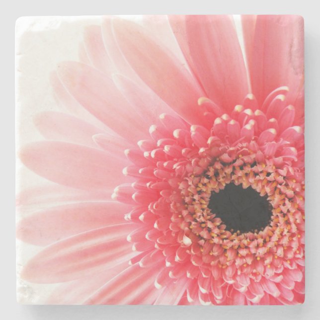 Pink Gerbera Daisy Stone Coaster (Front)