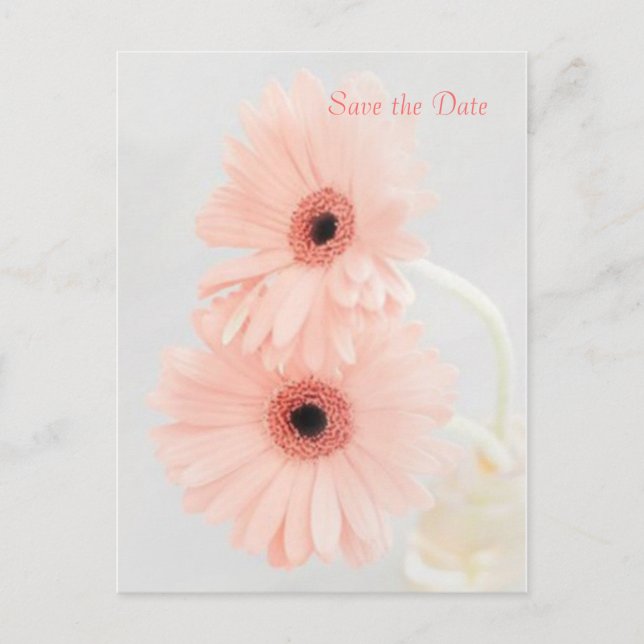 Pink Gerbera Save the Date announcement Postcard (Front)