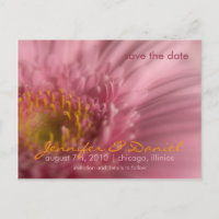 Pink Gerbera • Save the Date Postcard