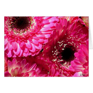 Pink Gerberas