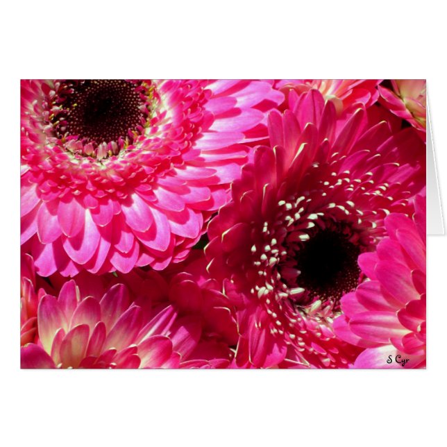 Pink Gerberas (Front Horizontal)