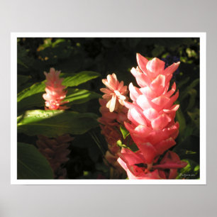 Pink Ginger No Maryann Tropical Poster Print