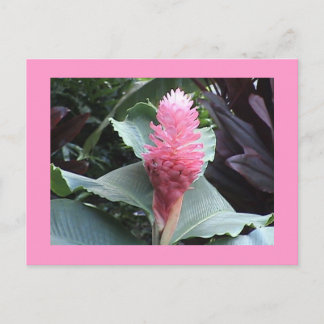 Pink Ginger Postcard