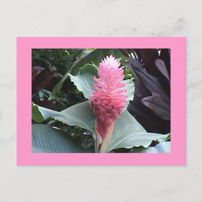 Pink Ginger Postcard (Front)