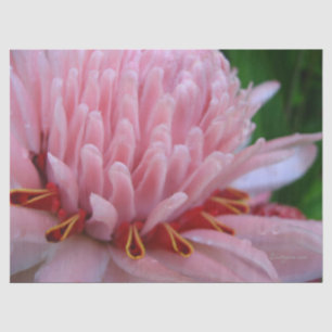 Pink Ginger Tissue Paper