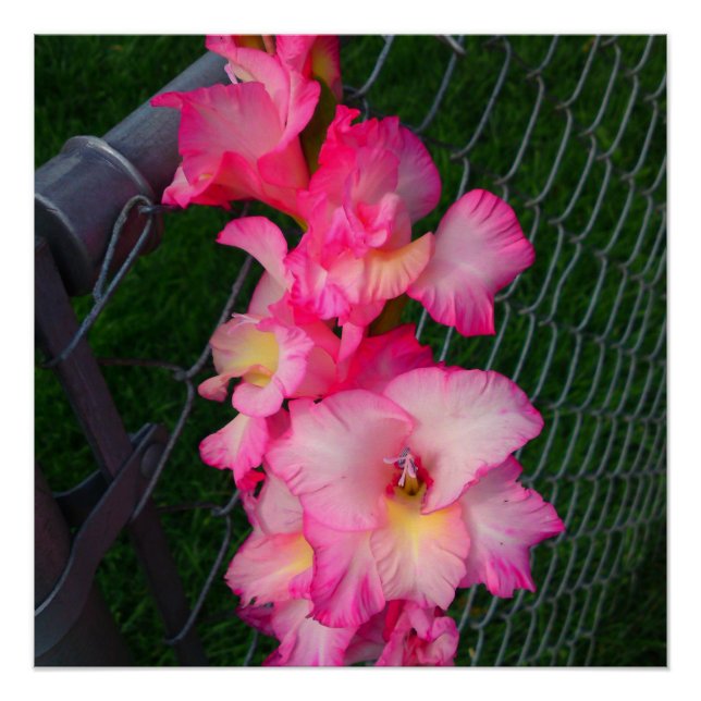 Pink Gladiola flower Perfect Poster (Front)