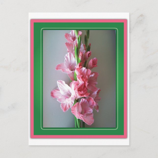 Pink Gladiolus Postcard (Front)