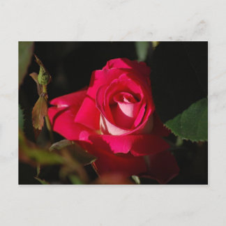 Pink Gorgeous Rose Flower Postcard