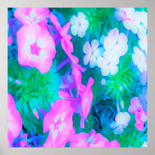 Pink, Green, Blue and White Garden Phlox Flowers Poster