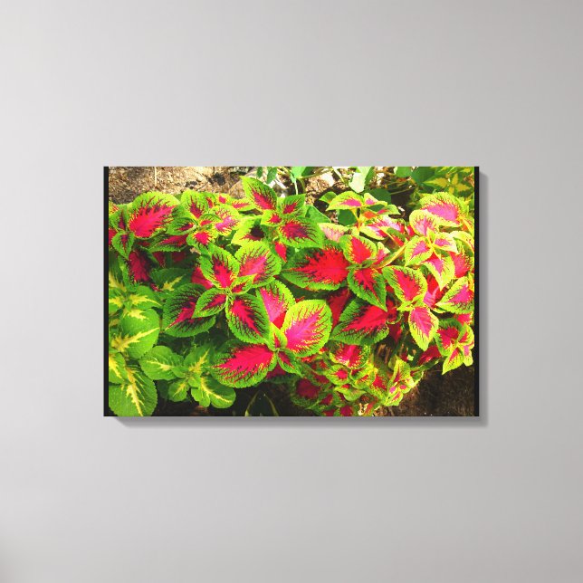 Pink Green Coleus Tropical Canvas Print (Front)