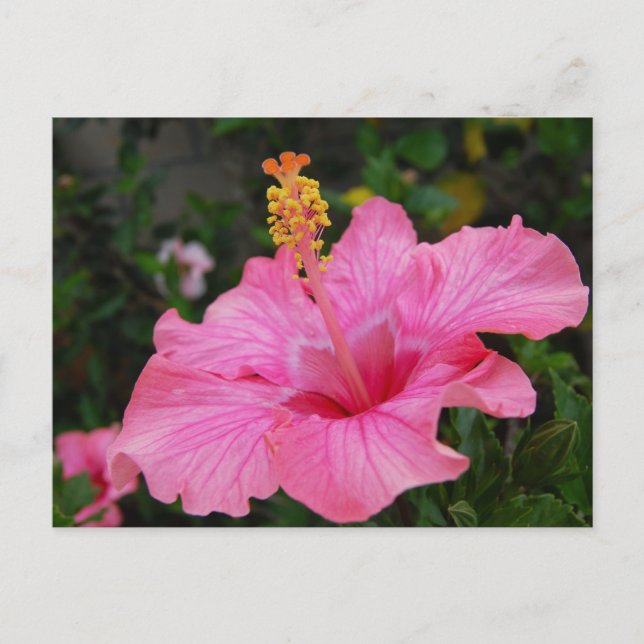 Pink Hawaii Hibiscus Postcard (Front)