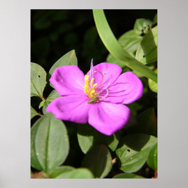 Pink Hawaiian Plumeria  Poster (Front)