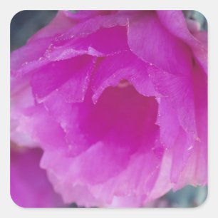 Pink Hedgehog Cactus blossom (Echinocereus Square Sticker