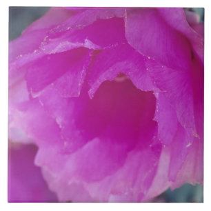 Pink Hedgehog Cactus blossom (Echinocereus Tile